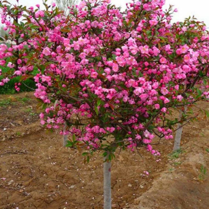 海棠苗工程绿化苗庭院种植苗观叶观花植物量大从优