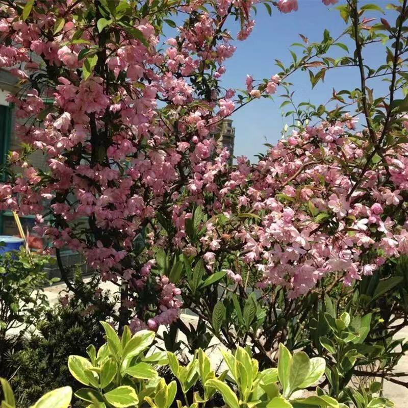 海棠苗工程绿化苗庭院种植苗观叶观花植物量大从优