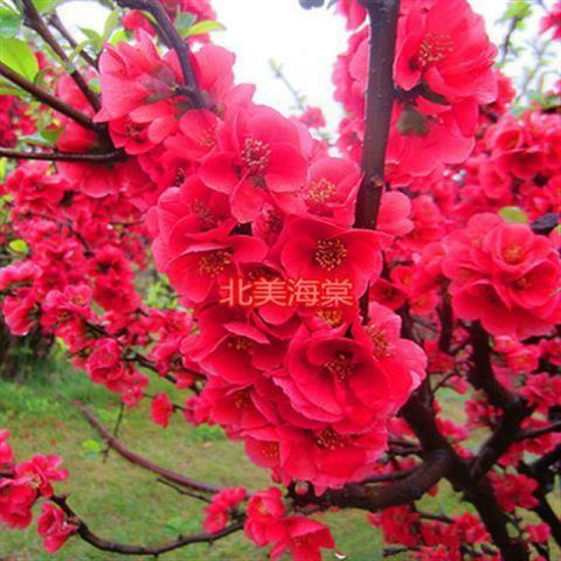 海棠苗工程绿化苗庭院种植苗观叶观花植物量大从优