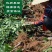 波姬红无花果苗树盆栽地栽庭院耐寒北方无花果树