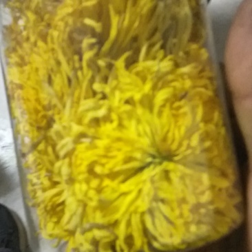 鲁西菊花种植基地