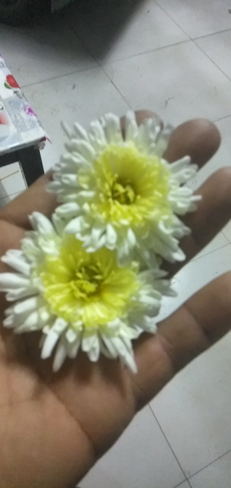 鲁西菊花种植基地