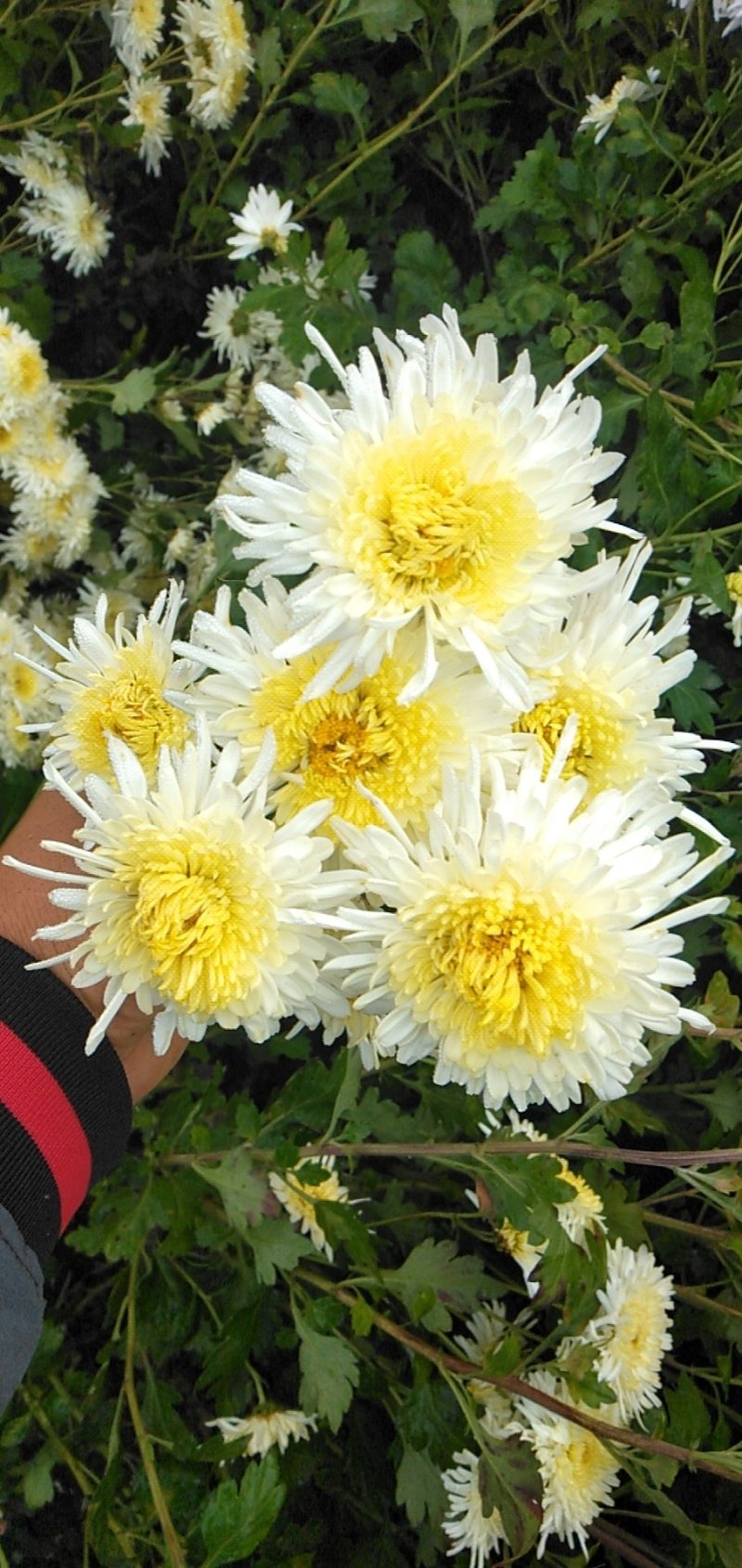 鲁西菊花种植基地