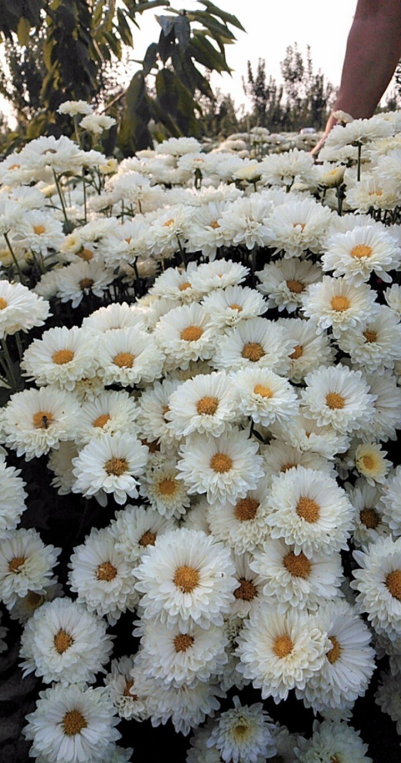 鲁西菊花种植基地
