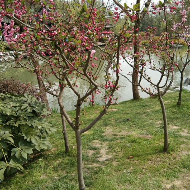 海棠苗工程绿化苗庭院种植苗观叶观花植物量大从优