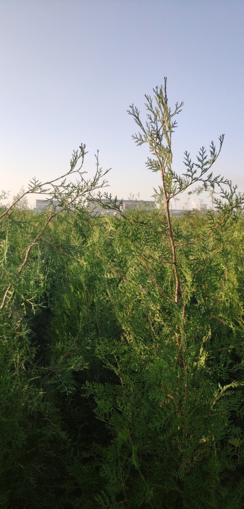 侧柏苗，保品种纯度，包成活率，1-3米侧柏苗