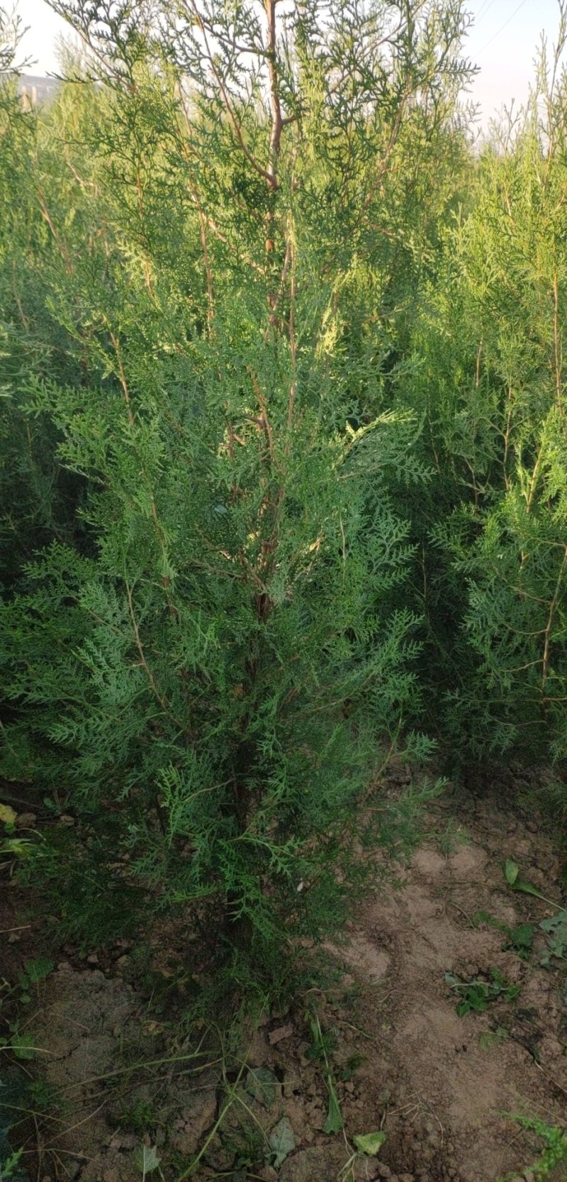 侧柏苗，保品种纯度，包成活率，1-3米侧柏苗