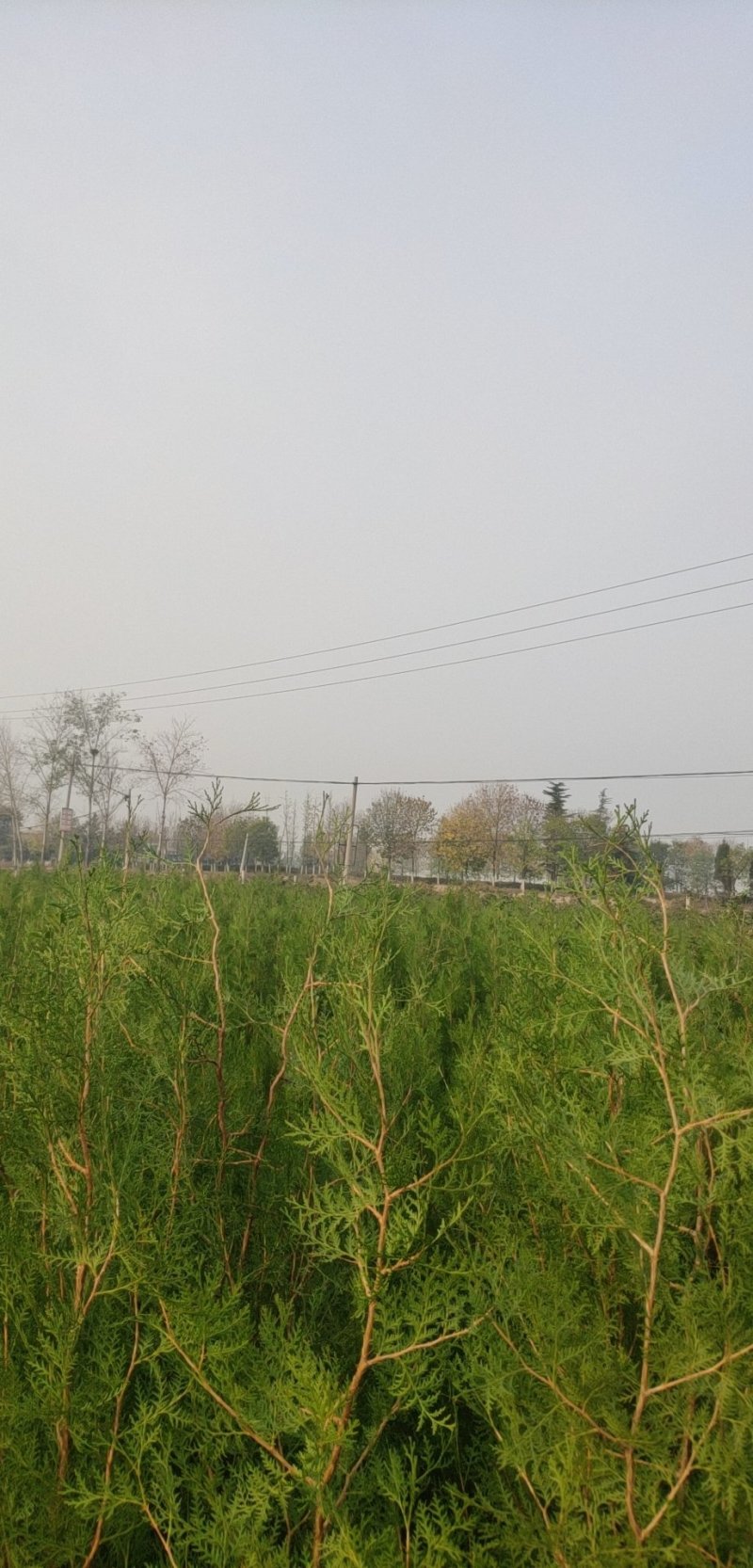 侧柏苗，保品种纯度，包成活率，1-3米侧柏苗