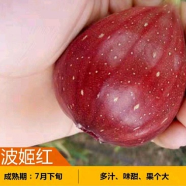 波姬红无花果苗树盆栽地栽庭院耐寒北方无花果树
