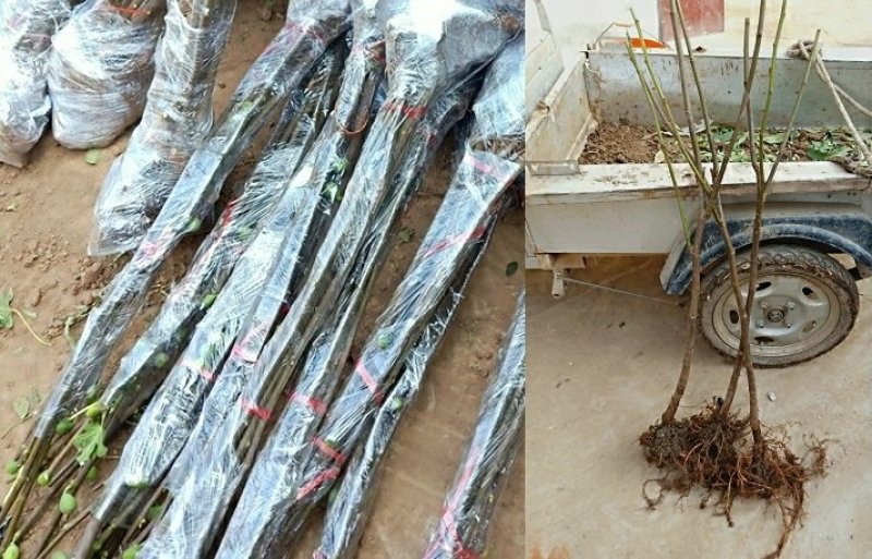 日本紫果苗无花果苗树盆栽地栽苗庭院耐寒南北方种植