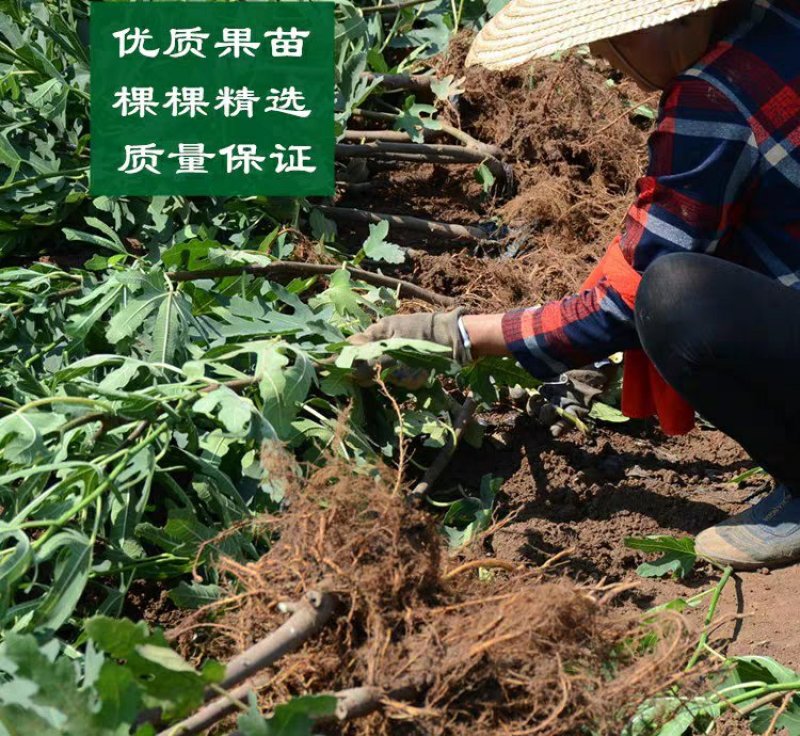 日本紫果苗无花果苗树盆栽地栽苗庭院耐寒南北方种植