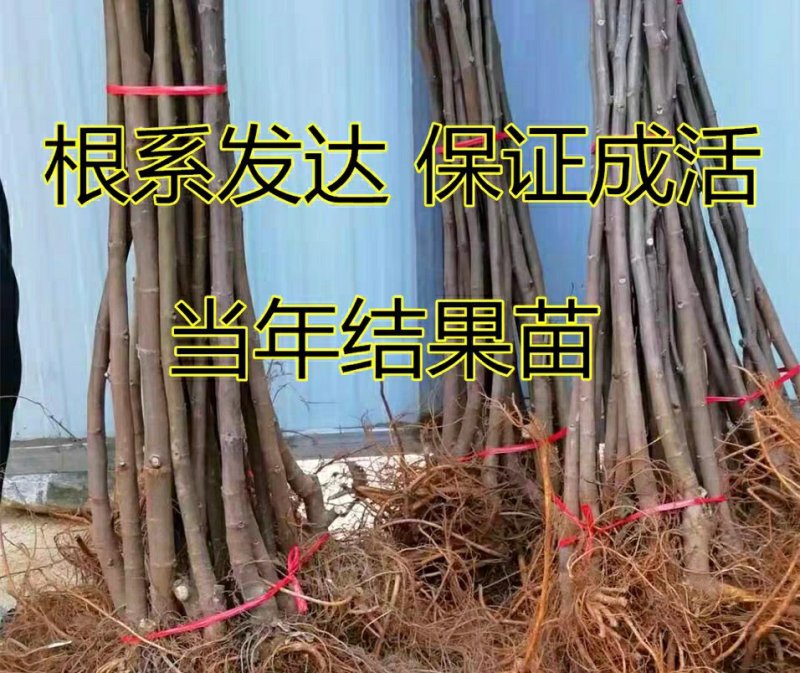 日本紫果苗无花果苗树盆栽地栽苗庭院耐寒南北方种植