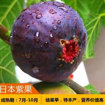 日本紫果苗无花果苗树盆栽地栽苗庭院耐寒南北方种植
