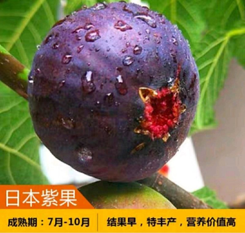 日本紫果苗无花果苗树盆栽地栽苗庭院耐寒南北方种植