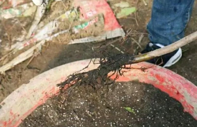 日本紫果苗无花果苗树盆栽地栽苗庭院耐寒南北方种植