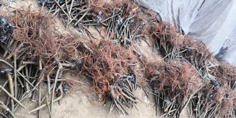 日本紫果苗无花果苗树盆栽地栽苗庭院耐寒南北方种植