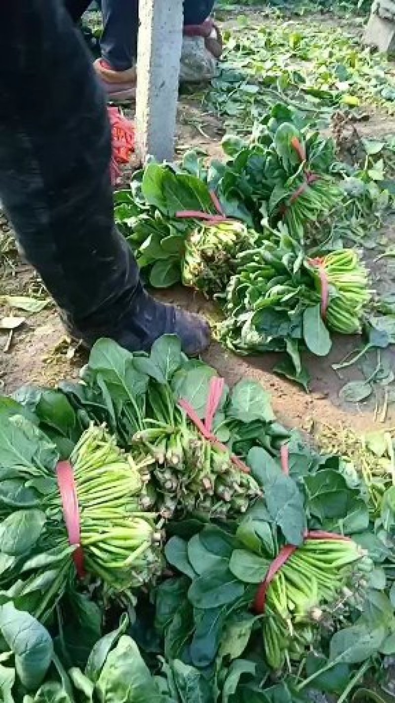 河北菠菜大叶，诚信经营，专业产地代收带办
