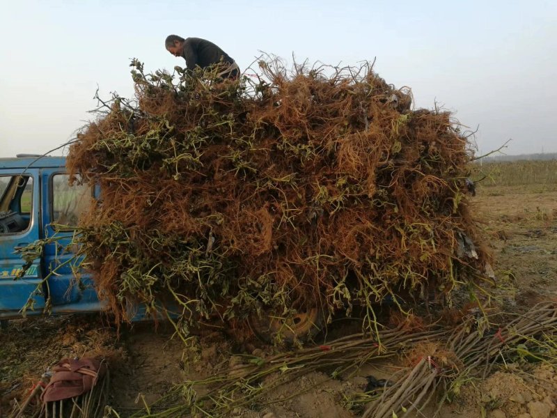 青皮无花果苗盆栽地栽苗庭院耐寒北方无花果树