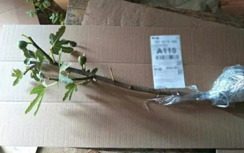 青皮无花果苗盆栽地栽苗庭院耐寒北方无花果树