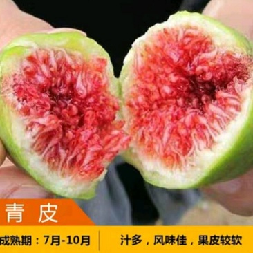 青皮无花果苗盆栽地栽苗庭院耐寒北方无花果树