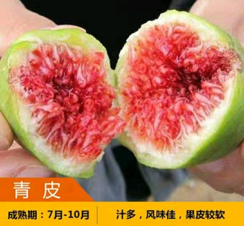 青皮无花果苗盆栽地栽苗庭院耐寒北方无花果树