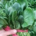 大叶菠菜唐山乐亭菠菜叶片大价格便宜全国发货