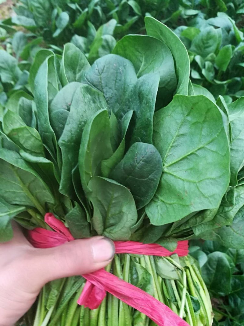 大叶菠菜唐山乐亭菠菜叶片大价格便宜全国发货