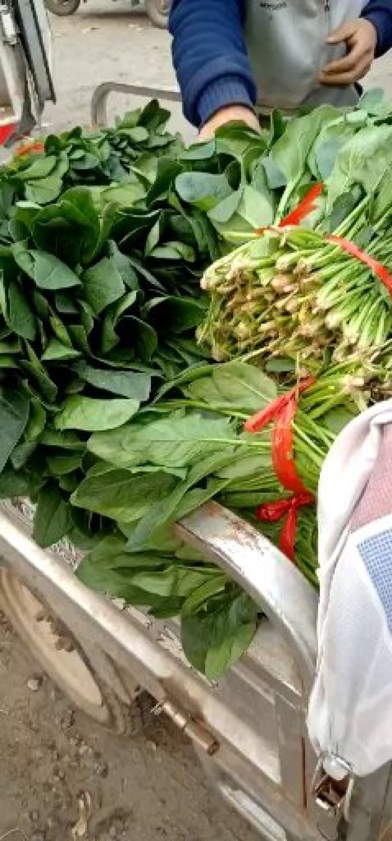 大叶菠菜唐山乐亭菠菜叶片大价格便宜全国发货