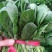 大叶菠菜唐山乐亭菠菜叶片大价格便宜全国发货