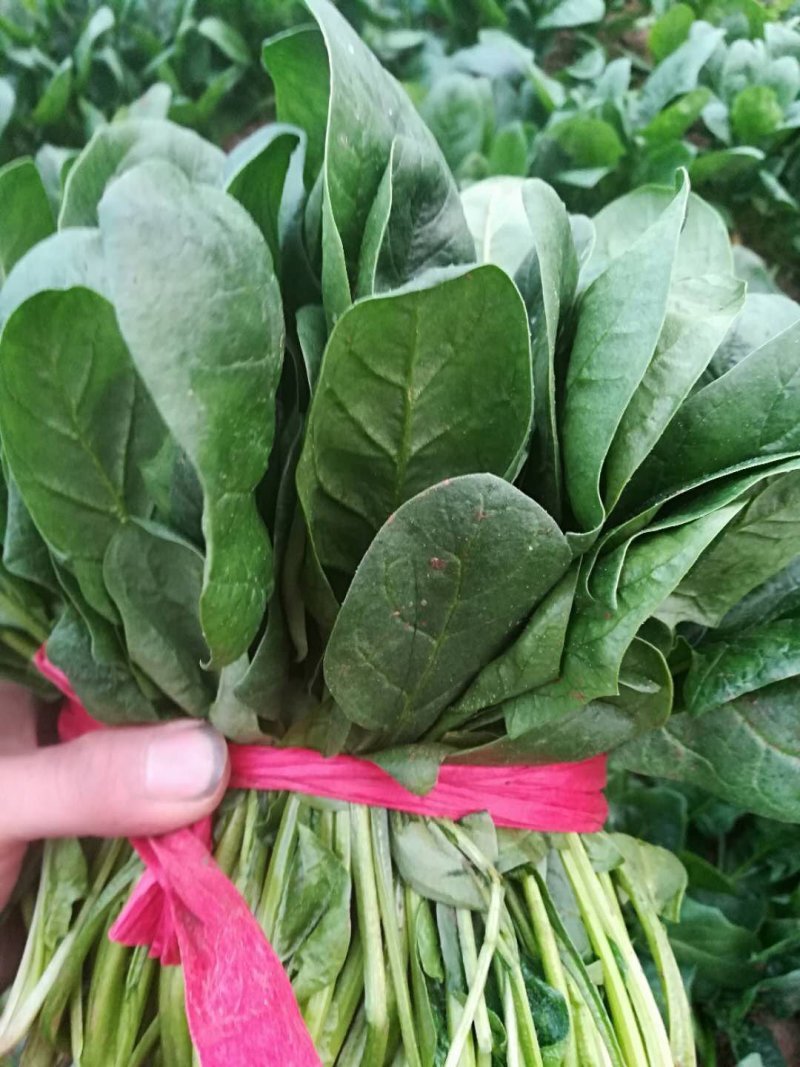 大叶菠菜唐山乐亭菠菜叶片大价格便宜全国发货
