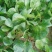 大叶菠菜唐山乐亭菠菜叶片大价格便宜全国发货