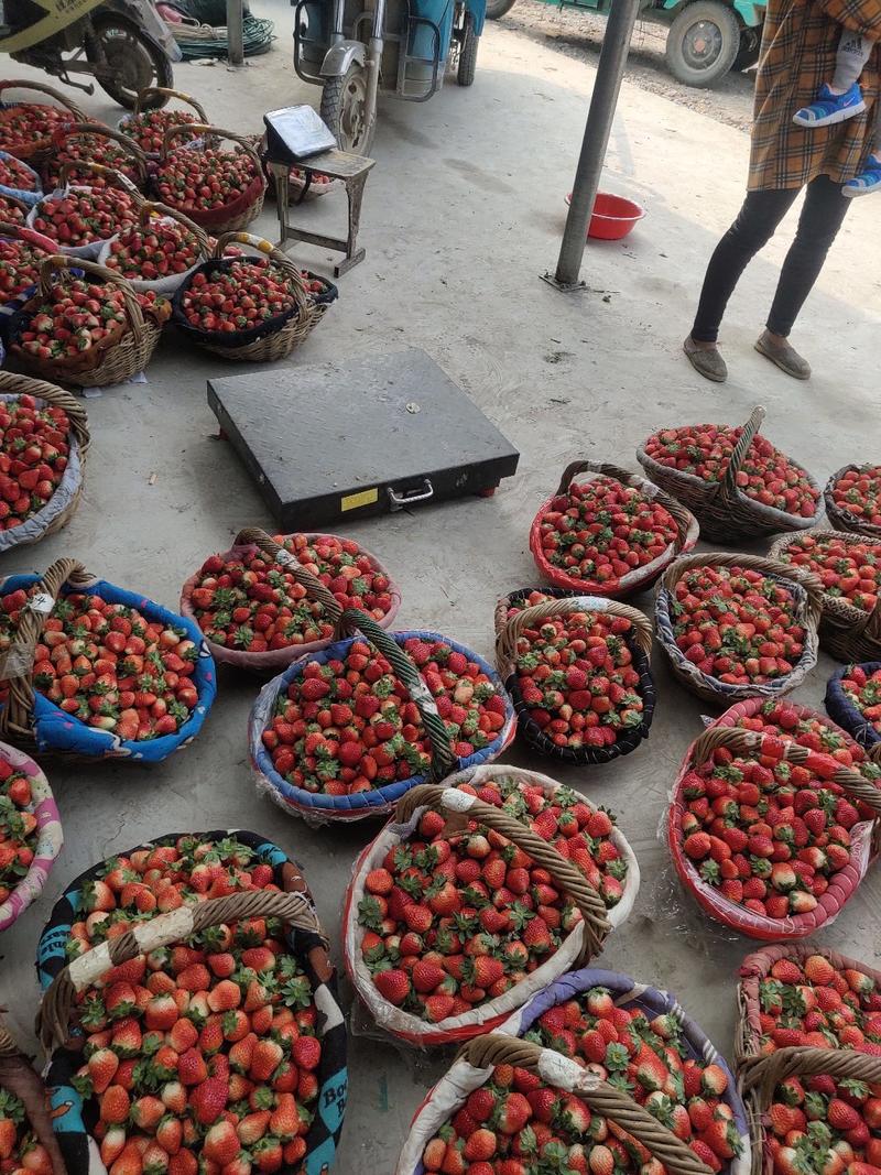 【草莓】安徽正宗天仙醉草莓现摘现发可视频看货欢迎咨询