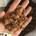 天冬野生天冬无硫新货干度好供应各种中药材