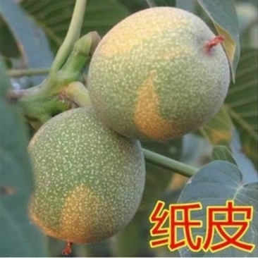 纸皮核桃苗嫁接核桃苗薄皮地栽盆栽带土南方北方种植