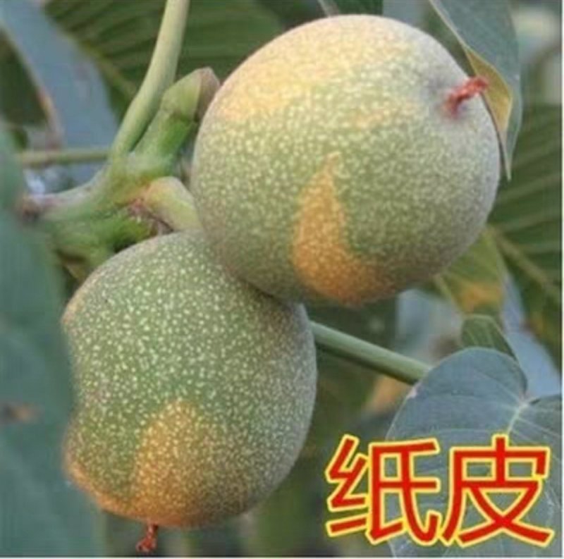 纸皮核桃苗嫁接核桃苗薄皮地栽盆栽带土南方北方种植