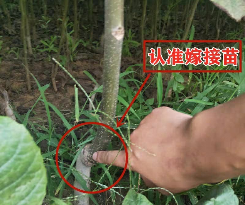 纸皮核桃苗嫁接核桃苗薄皮地栽盆栽带土南方北方种植