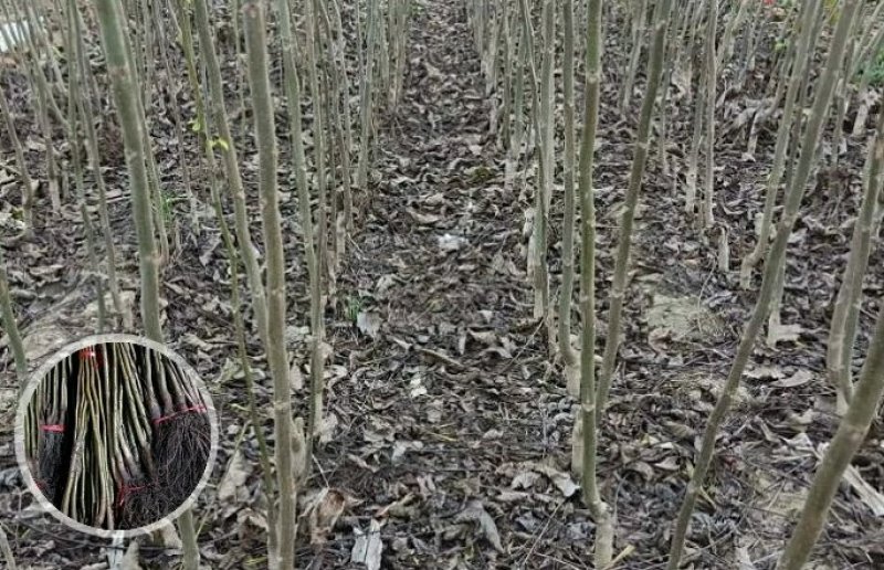 纸皮核桃苗嫁接核桃苗薄皮地栽盆栽带土南方北方种植