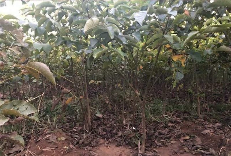 纸皮核桃苗嫁接核桃苗薄皮地栽盆栽带土南方北方种植
