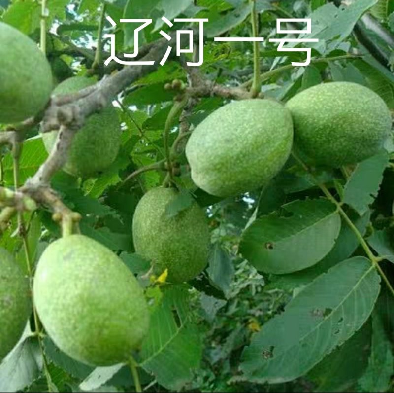 辽河一号核桃苗嫁接核桃苗地栽盆栽苗南方北方种植