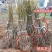 辽河一号核桃苗嫁接核桃苗地栽盆栽苗南方北方种植