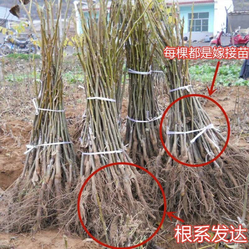 辽河一号核桃苗嫁接核桃苗地栽盆栽苗南方北方种植