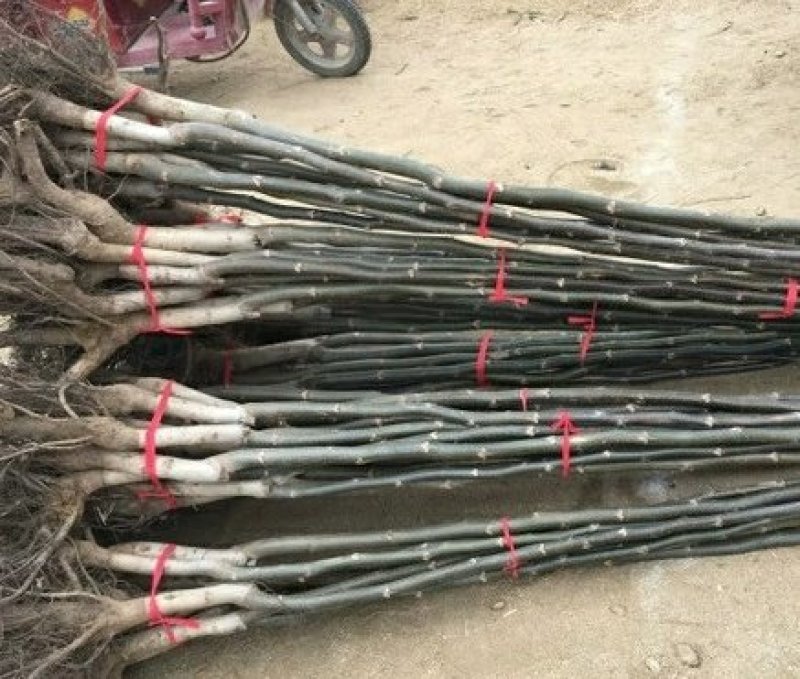 辽河一号核桃苗嫁接核桃苗地栽盆栽苗南方北方种植