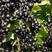 树葡萄树苗，黑加仑，保证品种纯度，包成活率，免费技术指导