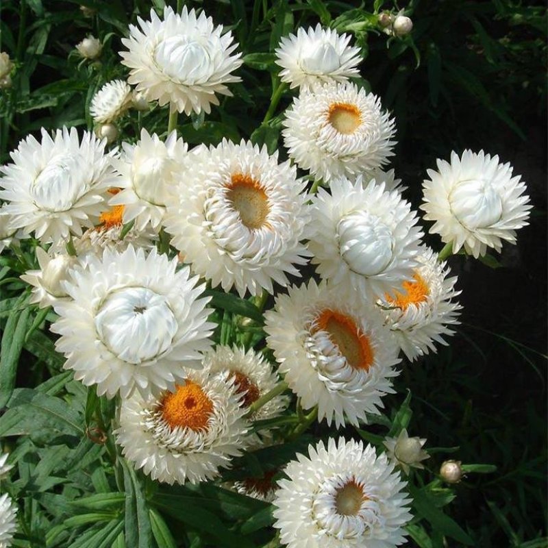 麦秆菊种子菊花种子春季种蜡菊景观花卉园艺庭院盆栽观花种子