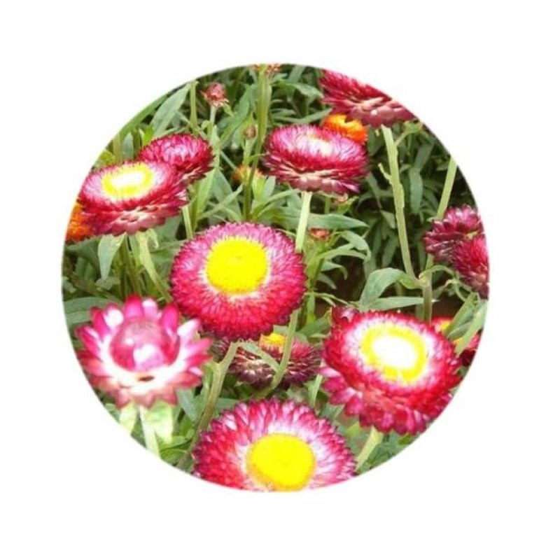麦秆菊种子菊花种子春季种蜡菊景观花卉园艺庭院盆栽观花种子