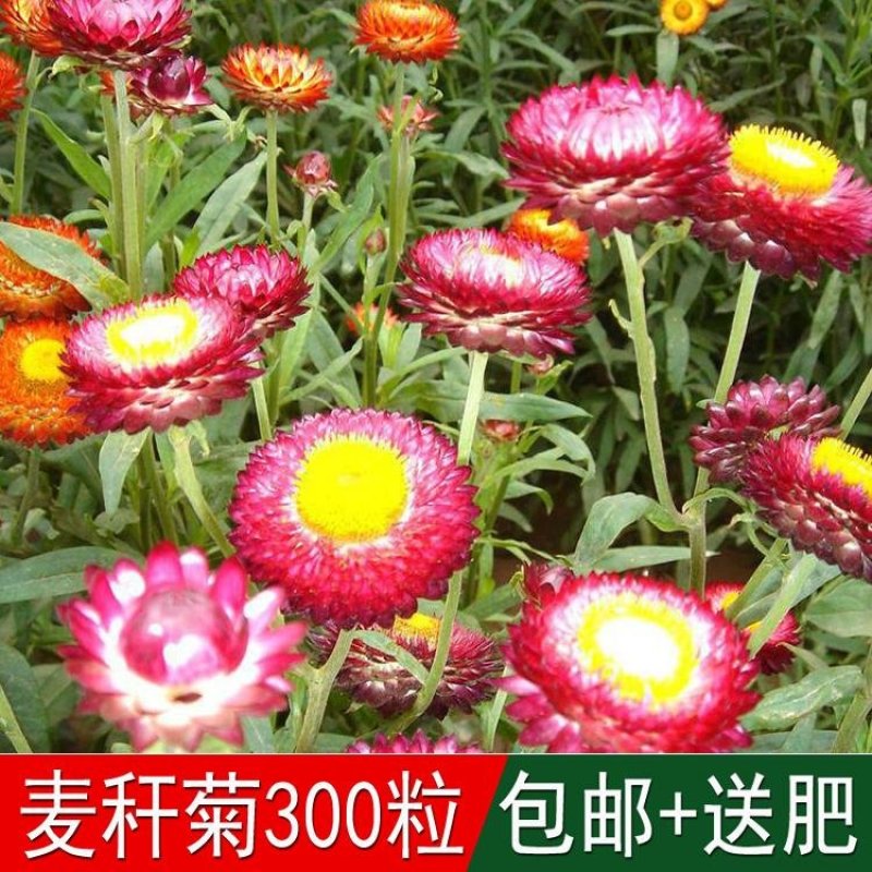 麦秆菊种子菊花种子春季种蜡菊景观花卉园艺庭院盆栽观花种子