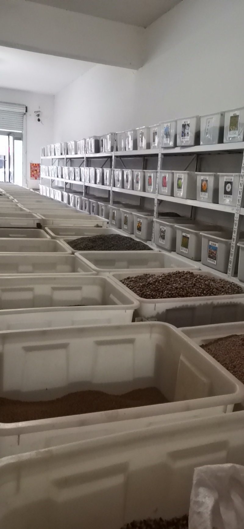 麦秆菊种子菊花种子春季种蜡菊景观花卉园艺庭院盆栽观花种子