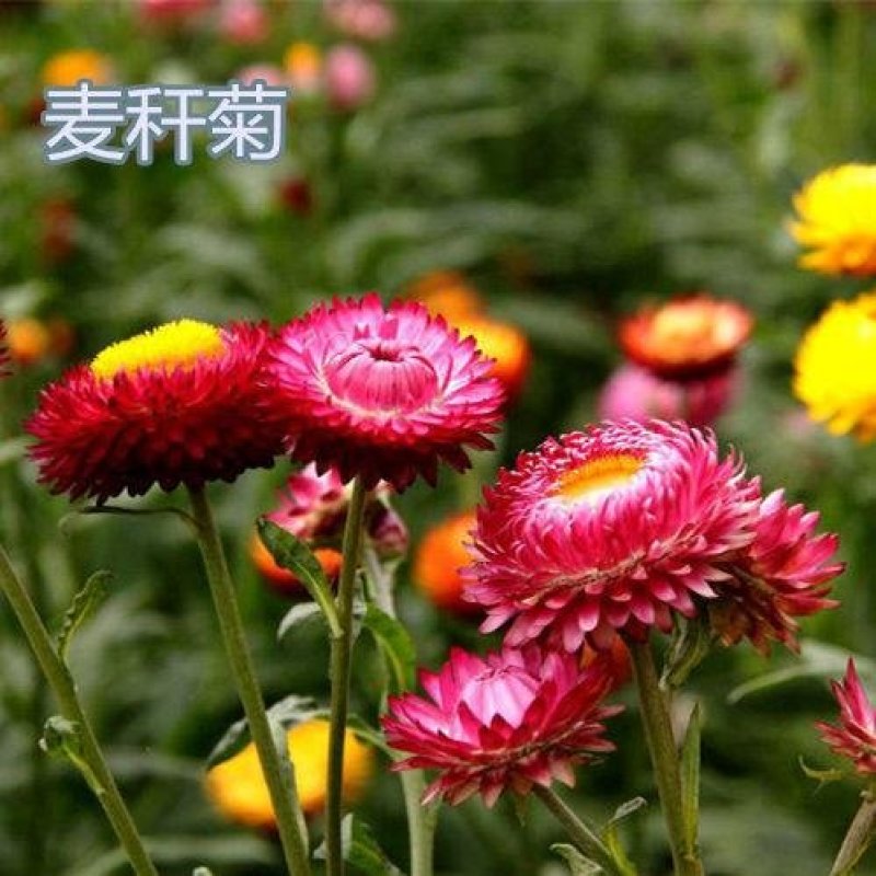 麦秆菊种子菊花种子春季种蜡菊景观花卉园艺庭院盆栽观花种子