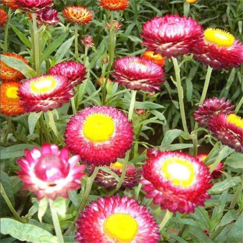 麦秆菊种子菊花种子春季种蜡菊景观花卉园艺庭院盆栽观花种子
