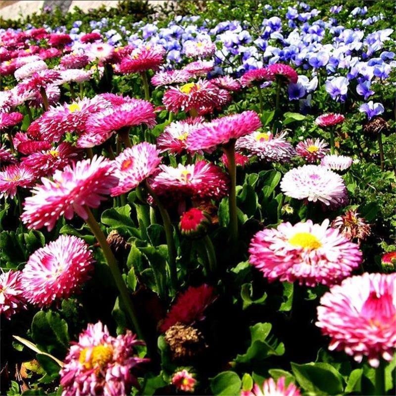 麦秆菊种子菊花种子春季种蜡菊景观花卉园艺庭院盆栽观花种子